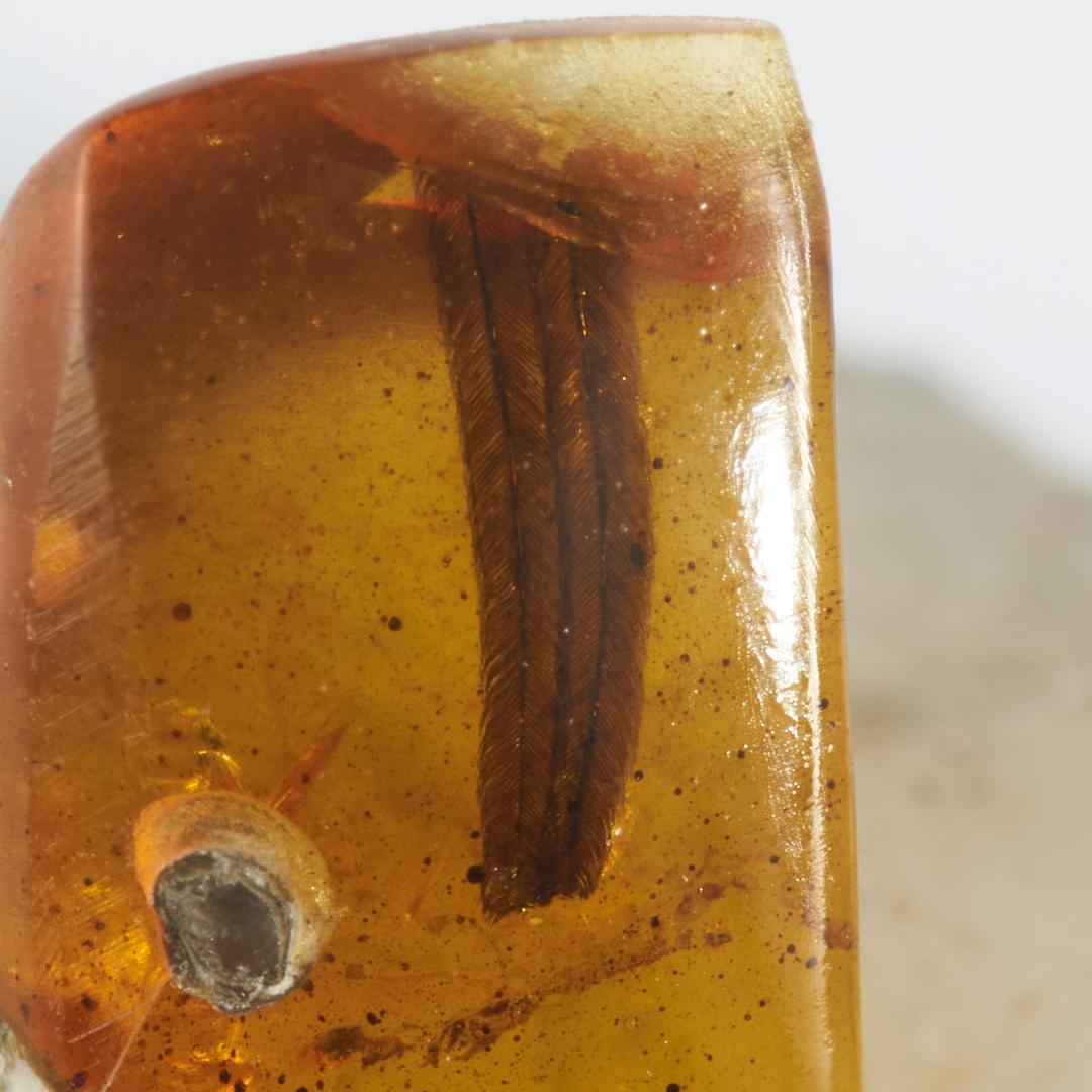 レア極上品 PA122虫入り琥珀化石 ミャンマーカムティかタナイ9900万年