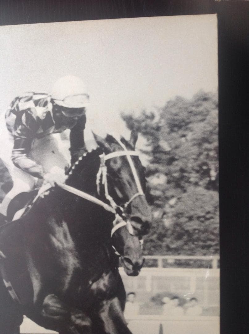 競馬パネル：トウショウボーイ「1977年 第7回高松宮杯」※白黒直線