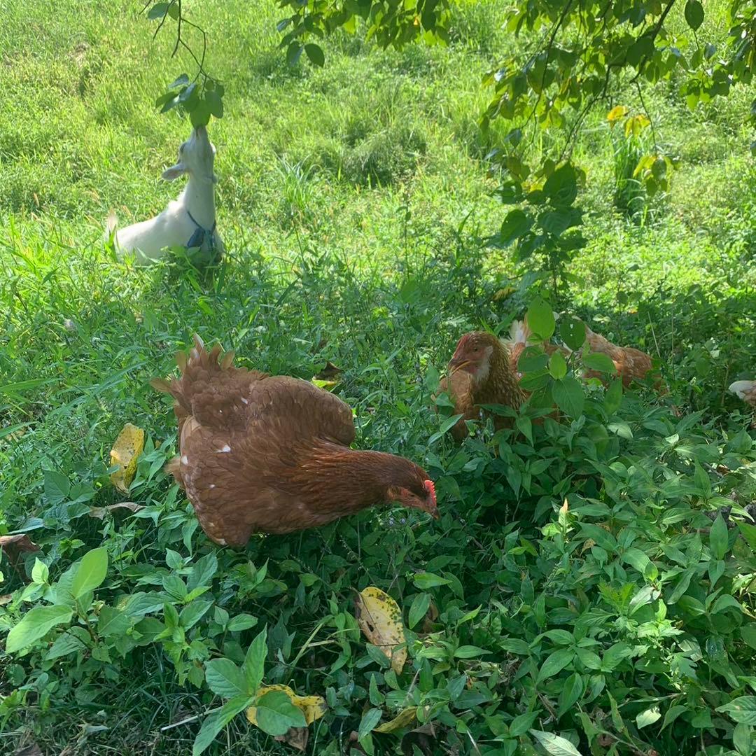 結び卵 放し飼い有精卵 終生飼育 - メルカリ