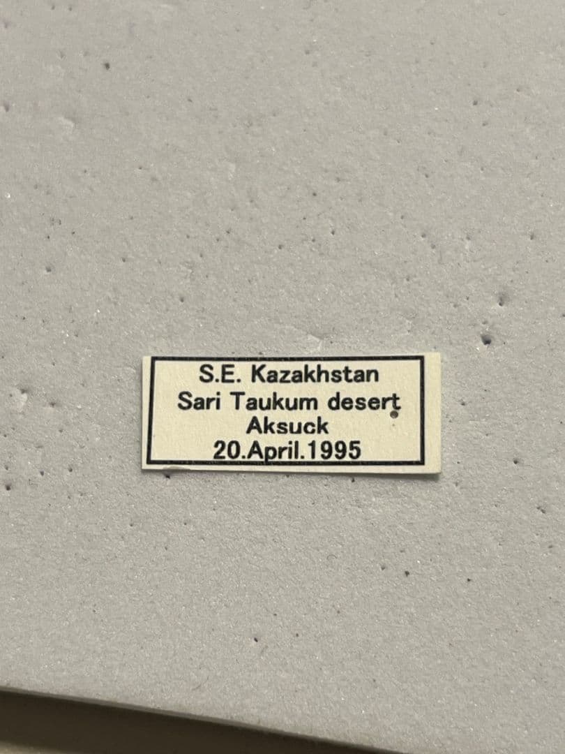 19mm】ゴリラコガネ ライオンコガネ ウグイスコガネ標本 プラチナ