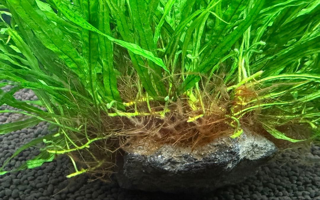 ミクロソリウム ナローリーフ 超大型株