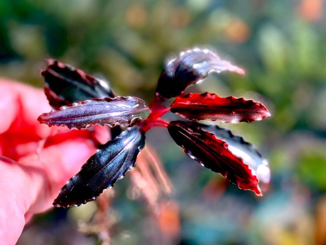 ブセファランドラ・シベルパウ フォロー、割引、送料無料。 - メルカリ