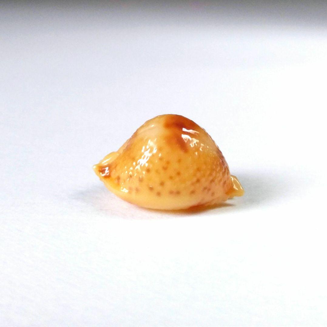 Narita様 リクエスト 4点 まとめ商品　貝殻