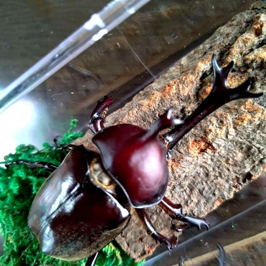 美しい野生ワイルドカブトムシ昆虫標本80mm頭角幅17.6mmぐらい 美しい