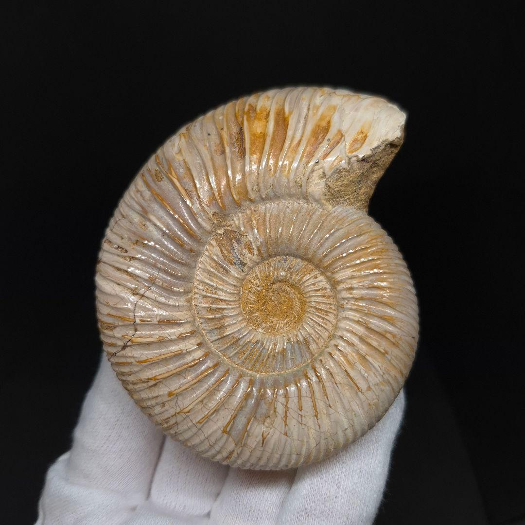 美品 アンモナイト ペリスフィンクテス 化石 本物 80.27mm anp93