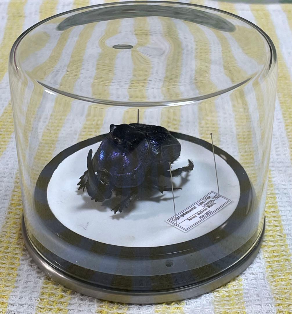 標本 ランシフェールニジダイコクコガネ 44㎜