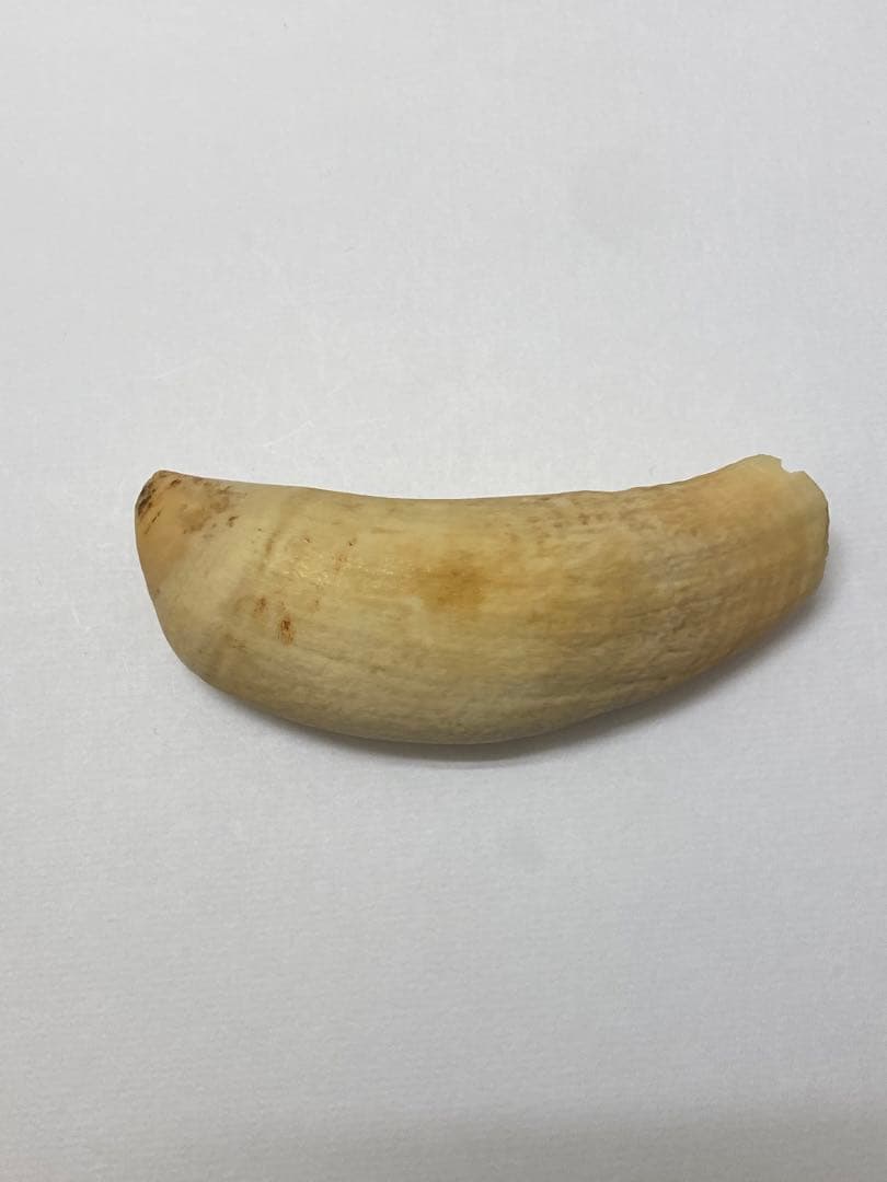 鯨 歯 クジラの歯 くじら 鯨 超 クジラの歯 本物 マッコウ鯨 #観賞用 #