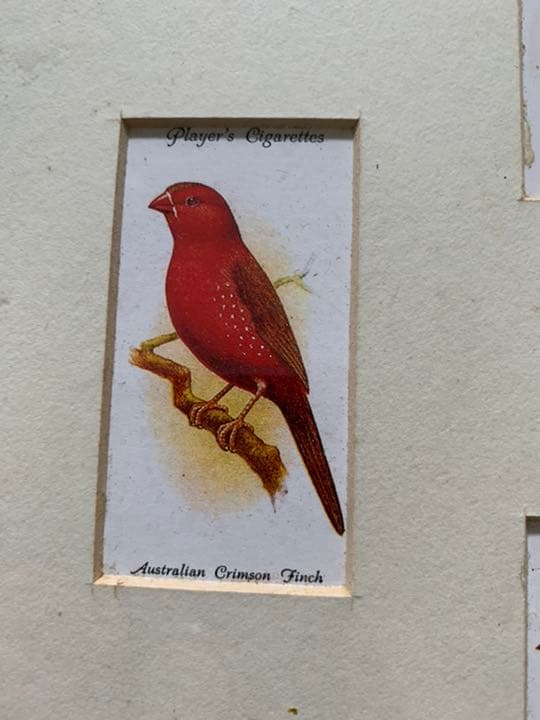 イギリスアンティーク　シガレットカード額装