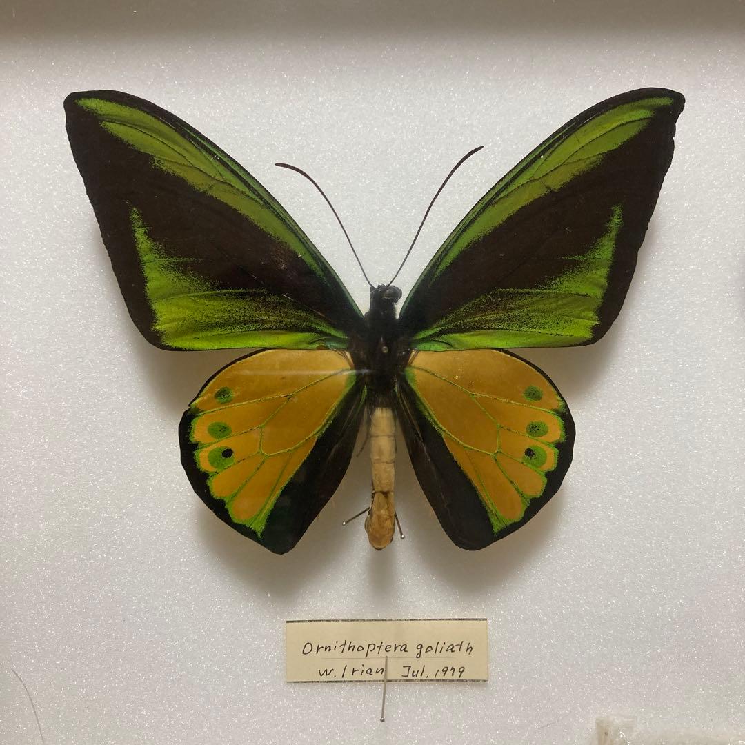 蝶標本 プレポナ アグリアス/アカルリオビタテハ/アミドンミイロタテハ