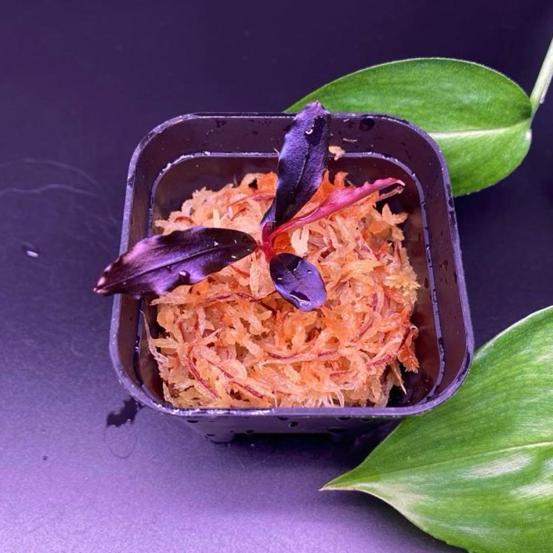 Bucephalandra sp.Ghost kalimantan - メルカリ