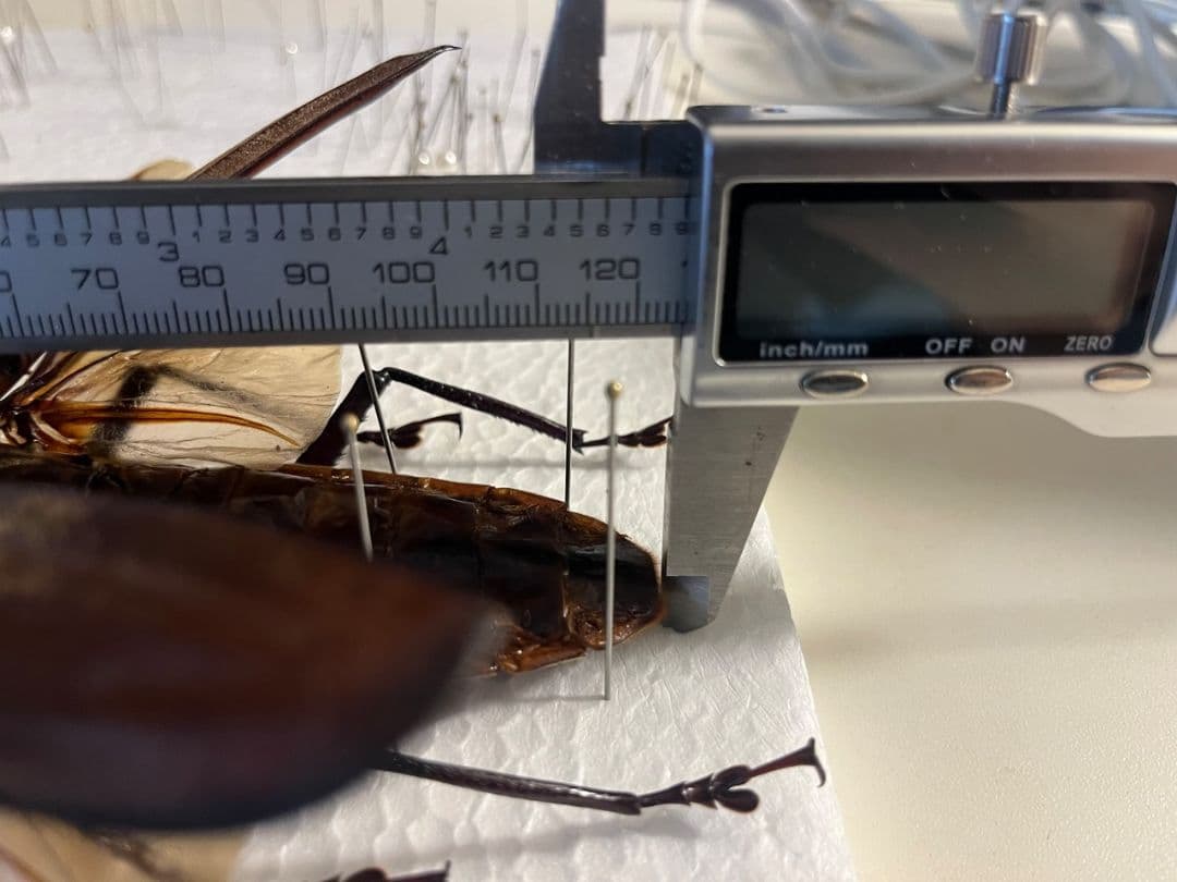 開翅125mm】スジバネトゲフチオオウスバカミキリ ブルウスバ標本