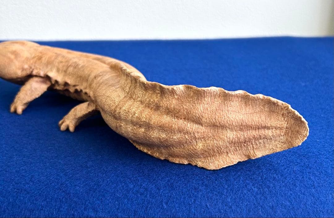 田中鱗水 メープル瘤材彫オオサンショウウオ 26cm 125.52g 神代杉台付