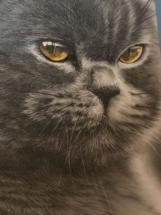 鉛筆画　猫