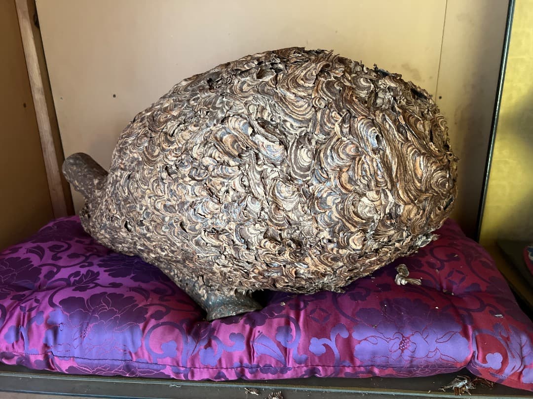 蜂の巣 ケース入り 蜂の巣 ガラスケース付き 178 ◇スズメバチの巣