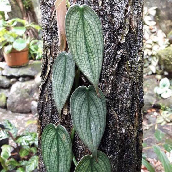 公式 フェンダー テレキャスター ミニチュアギター 吉田和則 2025年