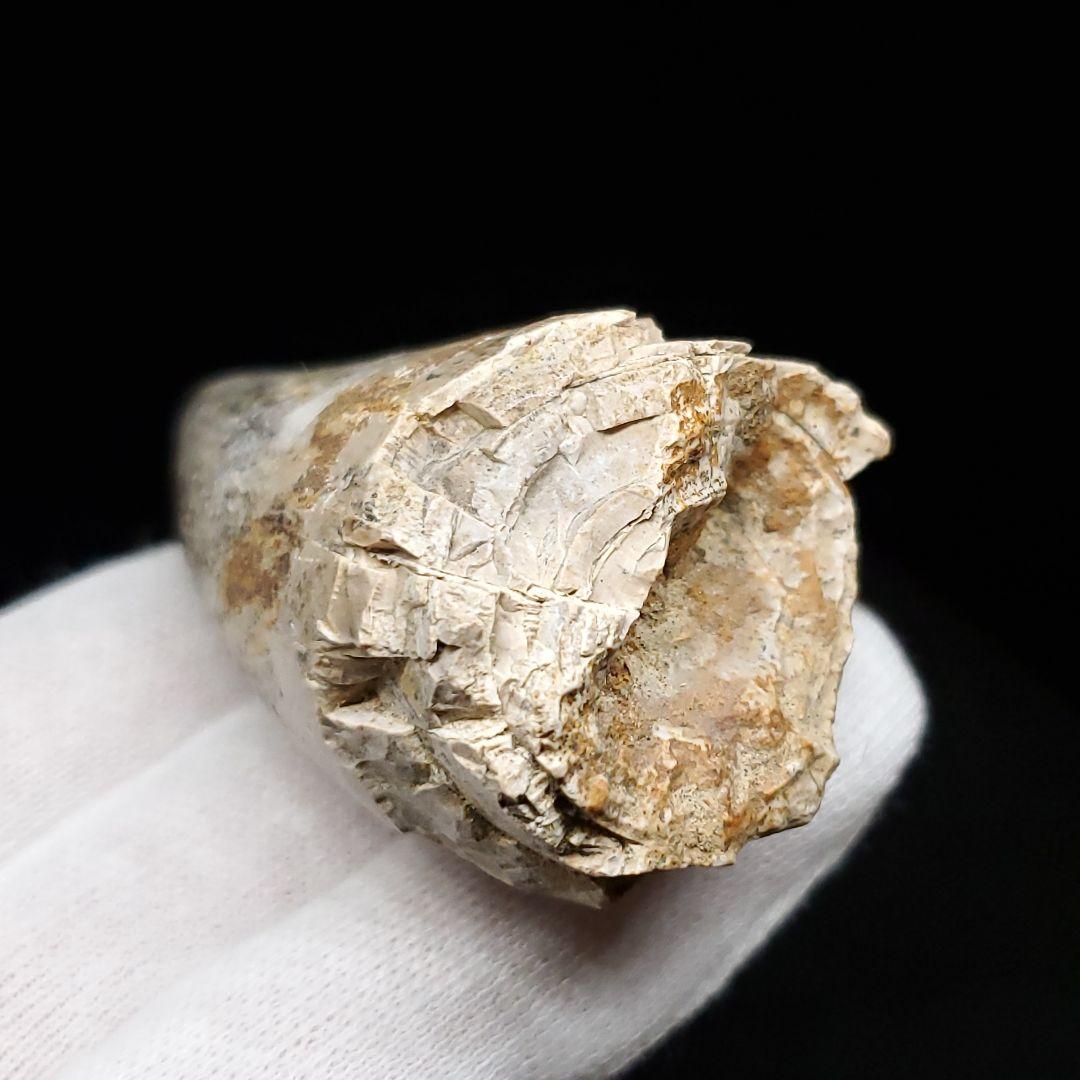 貴重 ラザナンドロンゴベ 歯 化石 マダガスカル産 62.87mm fr106