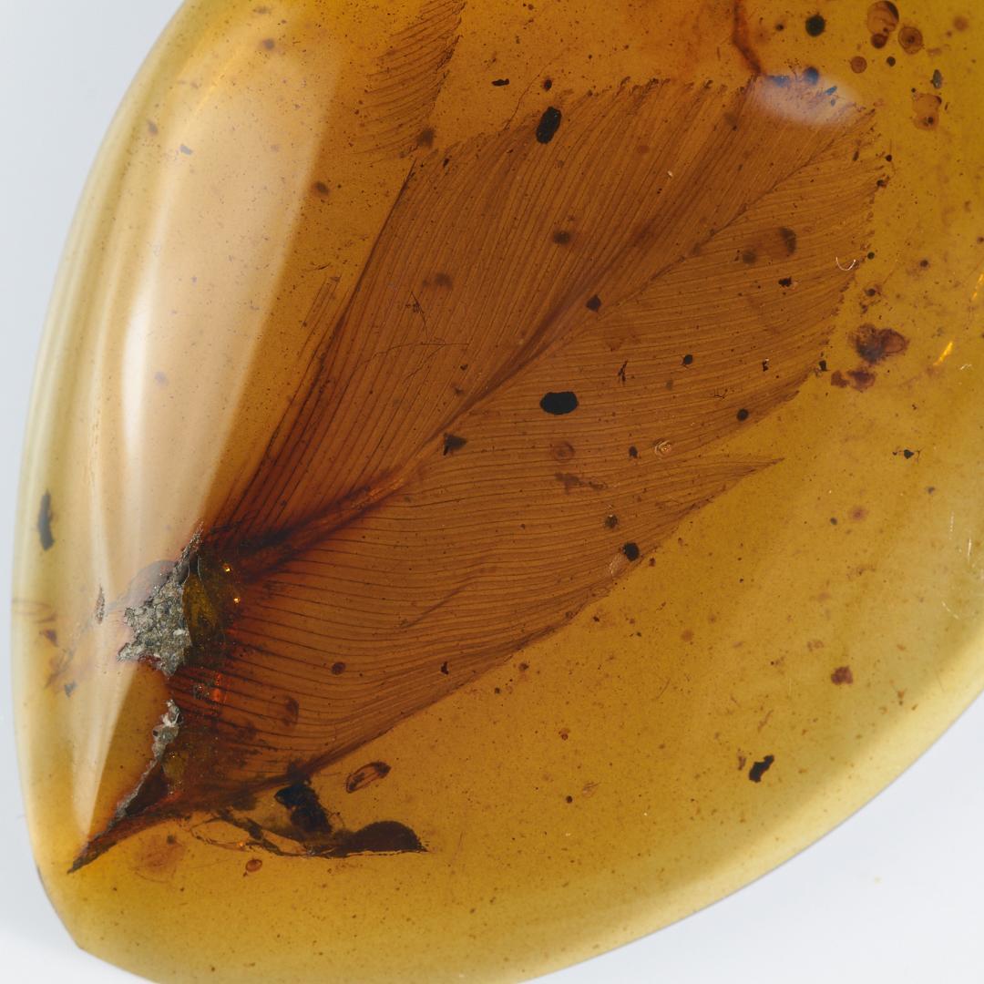 レア極上品 PA103虫入り琥珀化石 ミャンマーカムティかタナイ9900万年