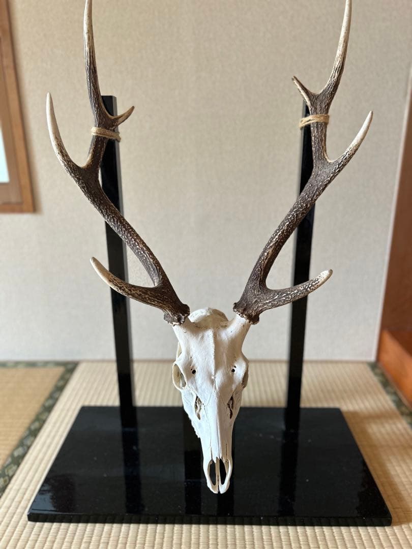 日本鹿の角を使った刀台です🦌 台座ありで艶あり加工してある一点物に
