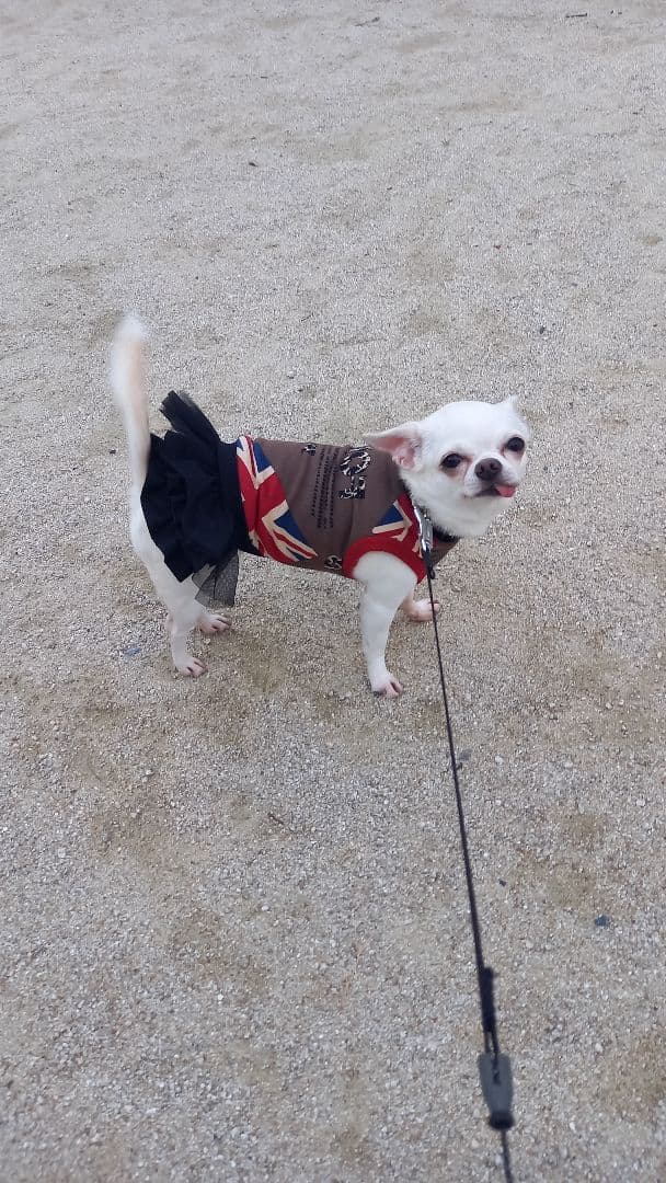 ユニオンジャックの犬の服 着画あり