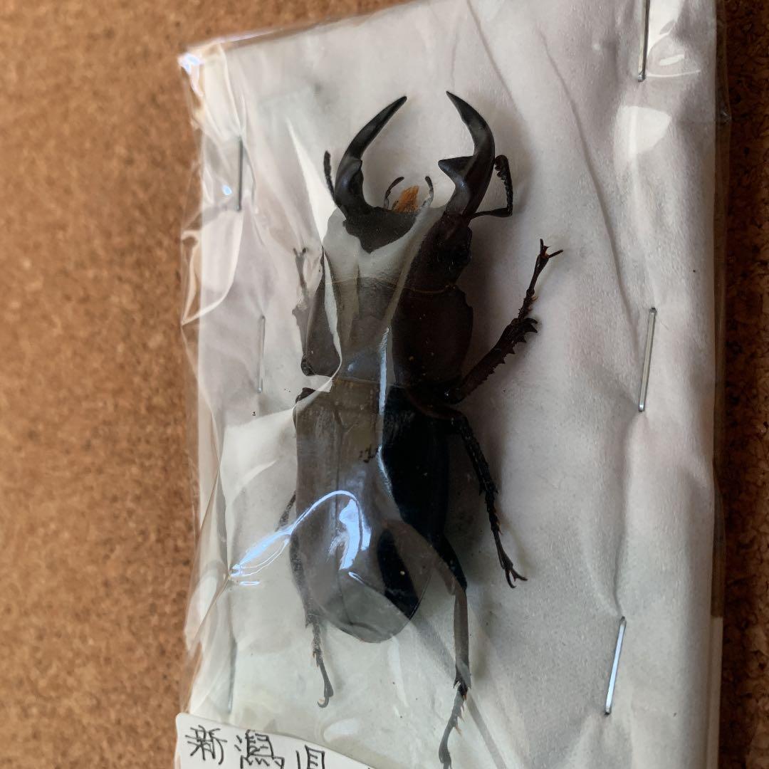 新潟県加瀬野外オオクワガタ 灯火採集57ミリ