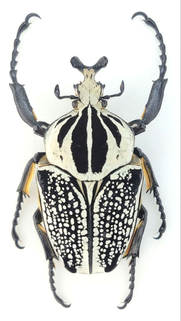 美麗 ゴライアスオオツノハナムグリ G. meleagris 標本 昆虫標本