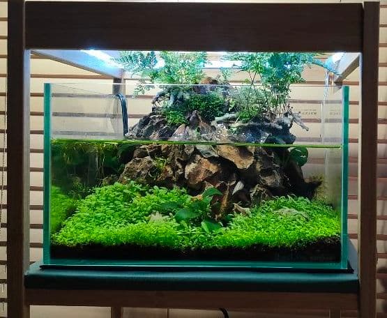 レイアウト済み水槽】緑の草原レイアウト