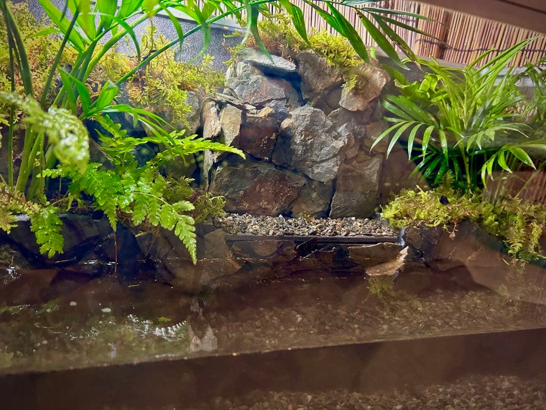水の流れる滝テラリウム水槽 苔テラリウム