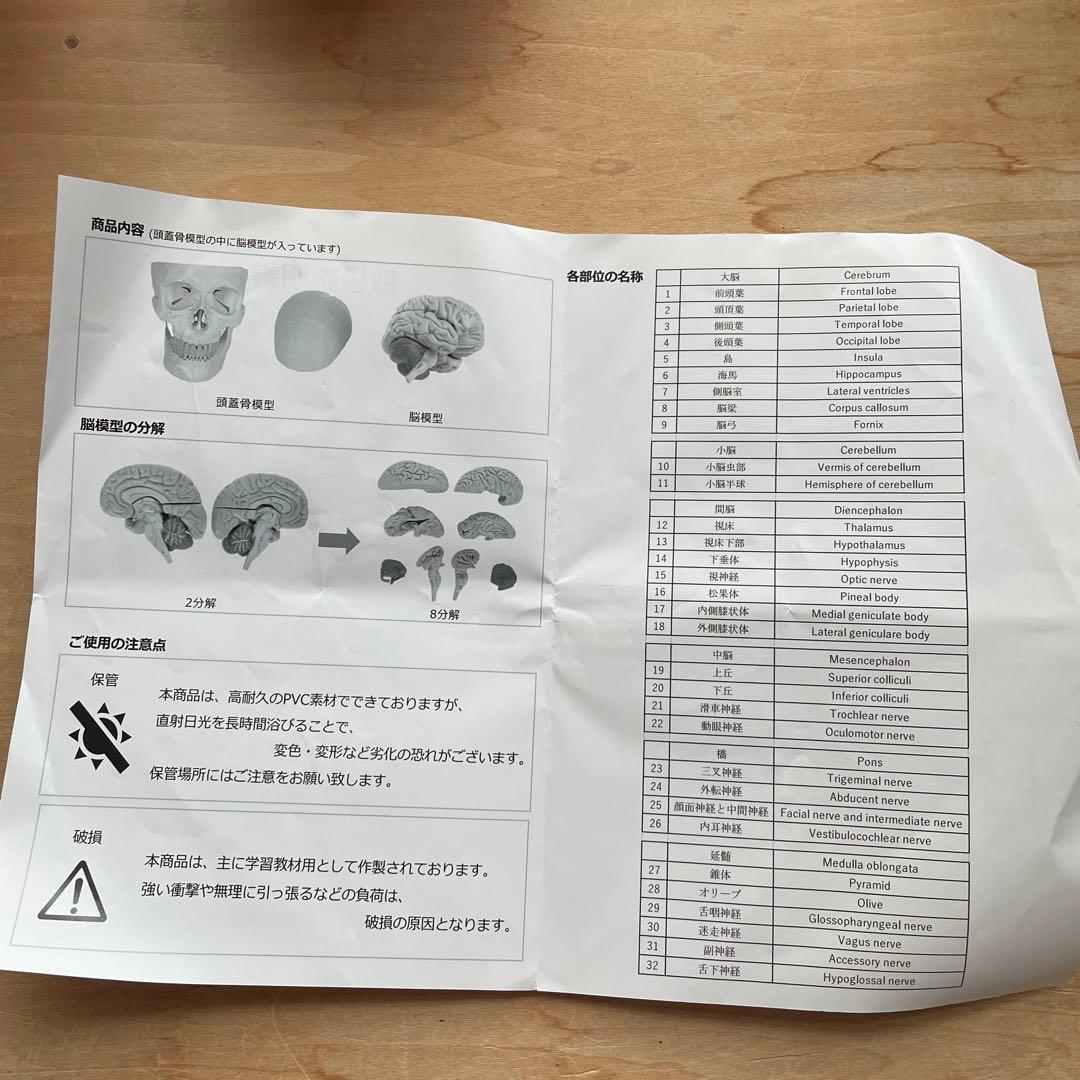 値下KIYOMARU 8分解脳模型 頭蓋骨 理学療法士 BZN-2310-001