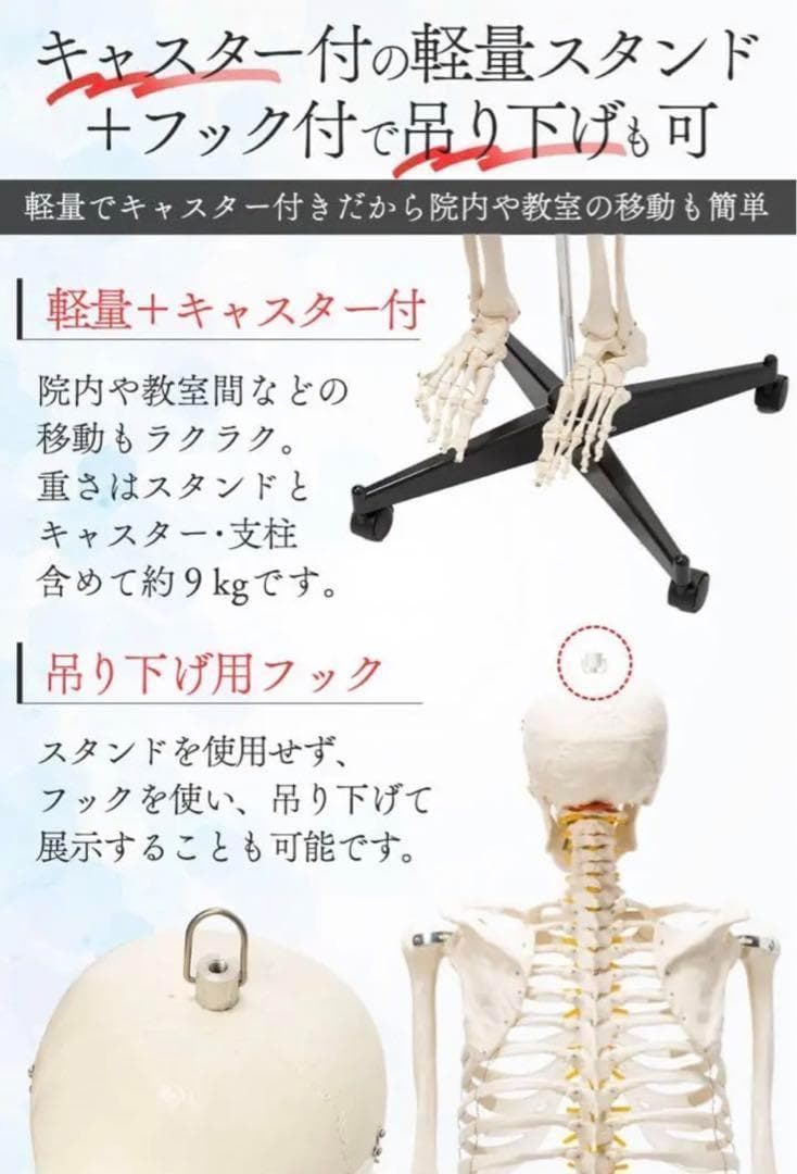 B1743等身大 人体模型 170cm神経根有り全身骨格模型 骨格標本 骸骨模型
