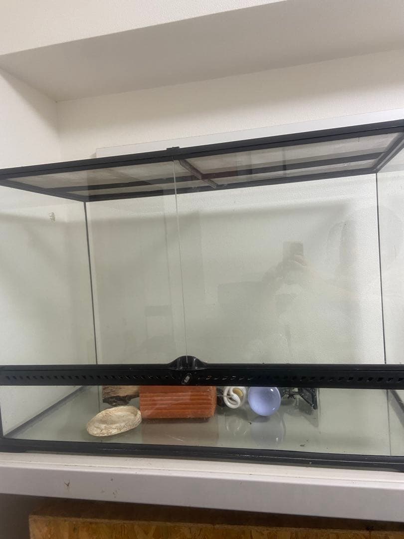 引き取り限定爬虫類飼育セット