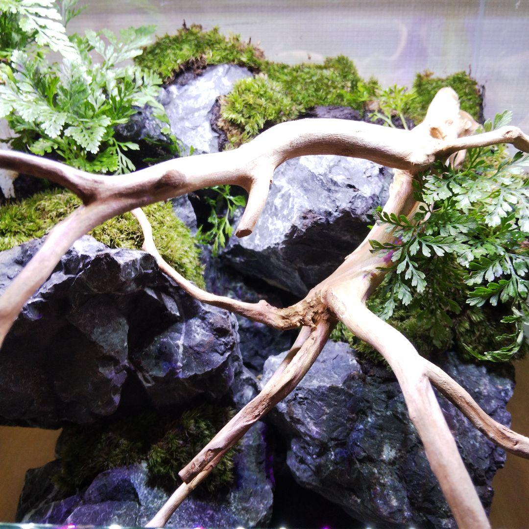 苔テラリウム完成品 苔テラリウム 苔ボトル ホソバオキナゴケ アクア