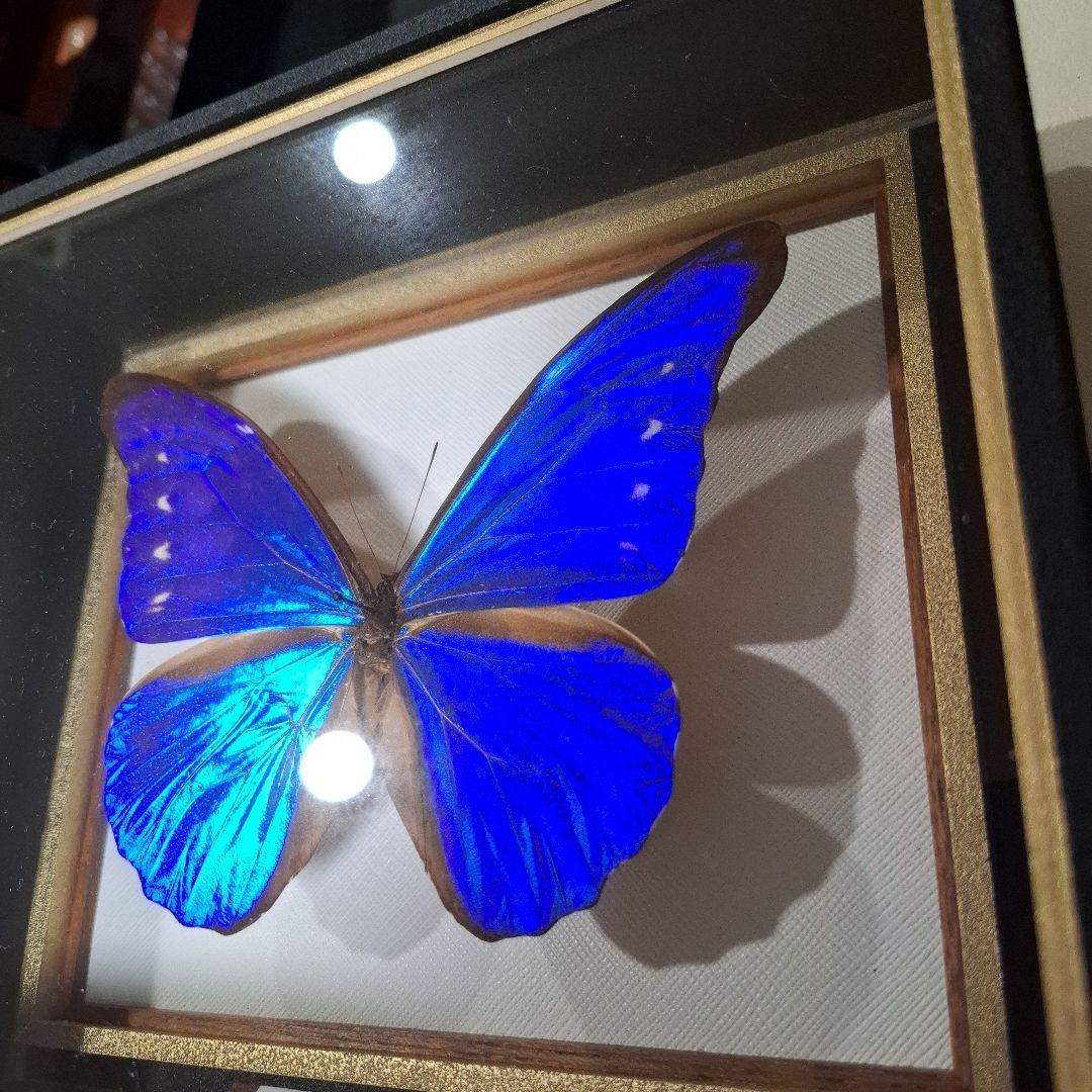 カキカモルフォ　標本　専門的な箱