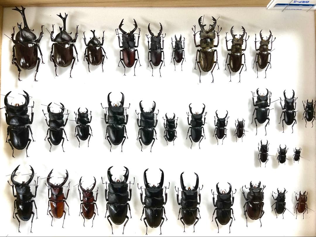 国産カブト・クワガタ　標本　34匹セット 国産カブト・クワガタ 標本 34匹セット 国産カブト・クワガタ 標本 34