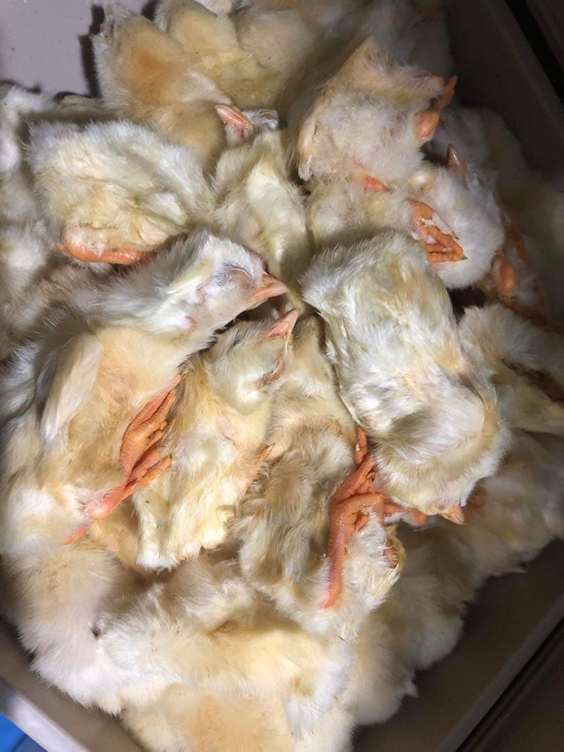 冷凍親ウズラ60羽爬虫類・猛禽類