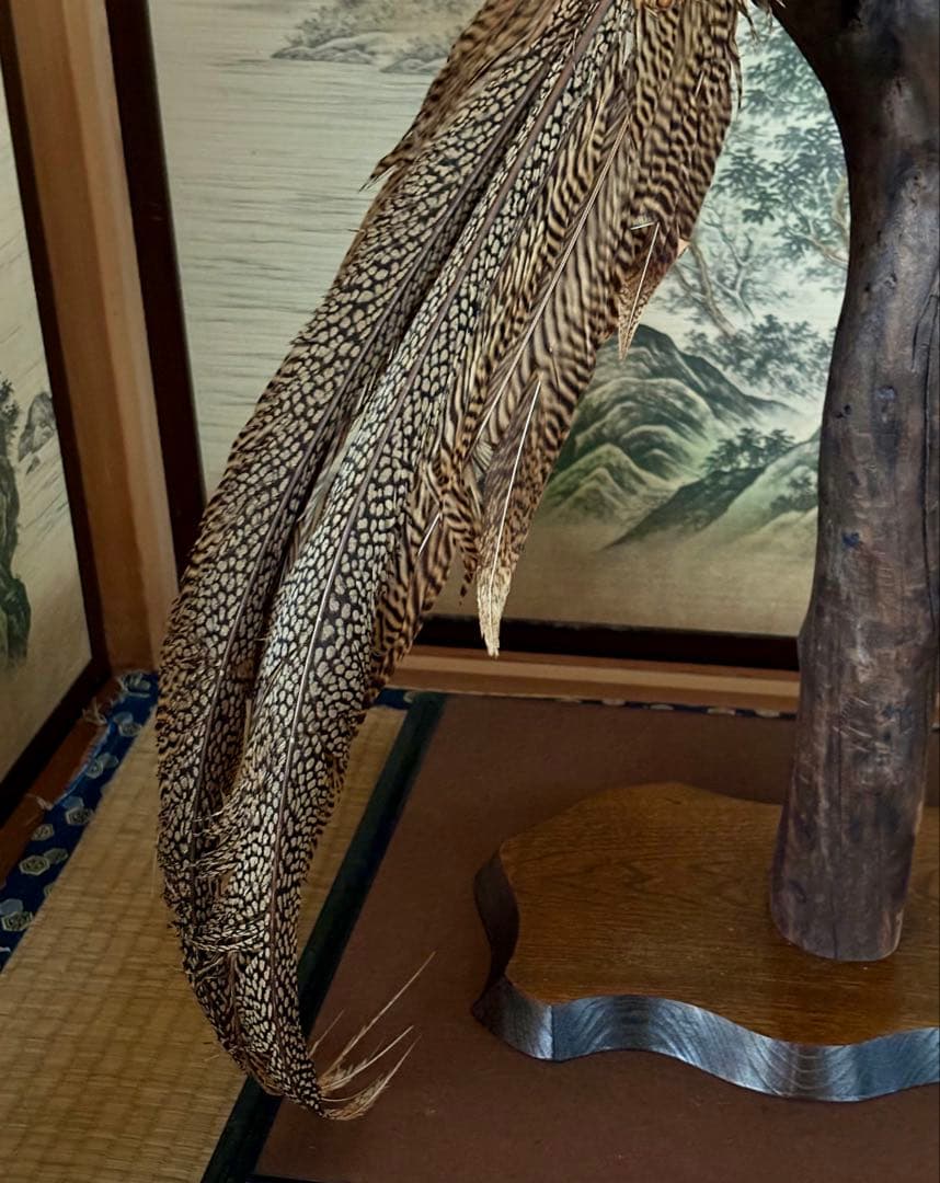 金鶏鳥剥製 錦鶏鳥 ガラスケース入り 置物