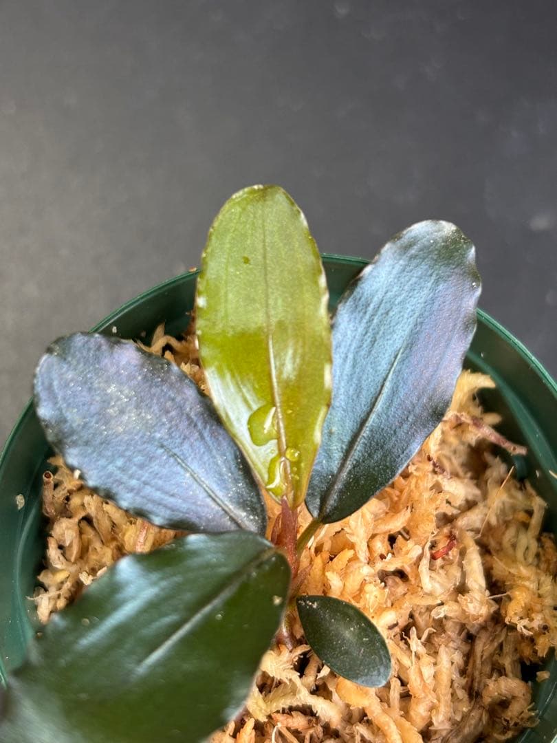 ブセファランドラ sp. AW No.1 ※タグ付き - winetouritalia.com