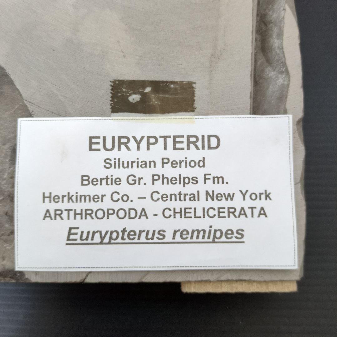 NY産！ウミサソリの化石 【2800g】アメリカ・ニューヨーク州産