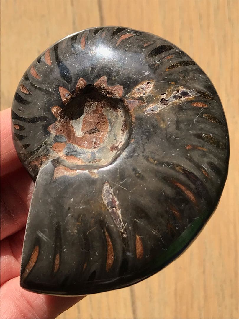 特別価格】マダガスカル産 ブラックアンモナイト化石（マダガスカリ