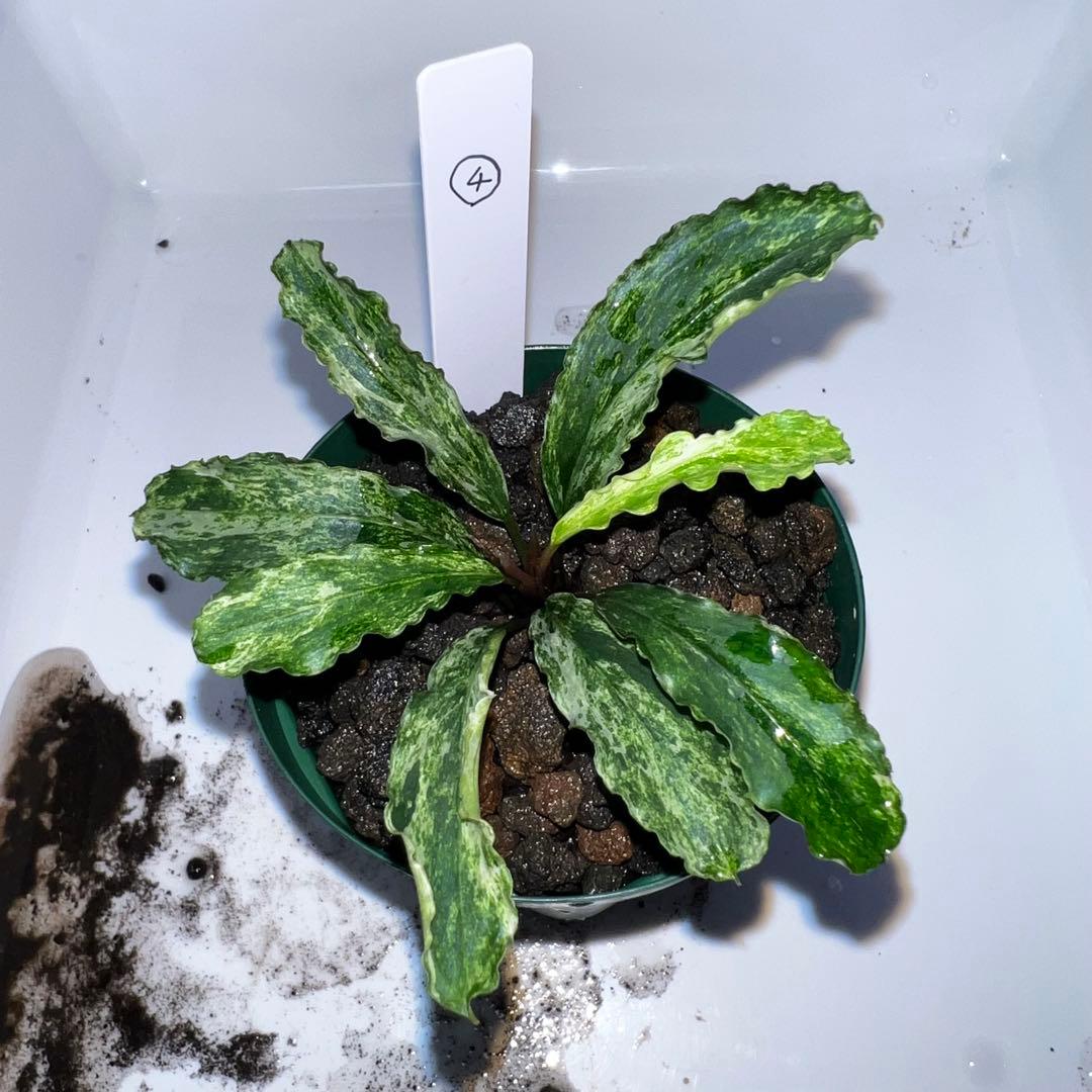 RG-S typeBⅡ CO2 レギュレーター SUDO 高圧ボンベ 水槽の通販