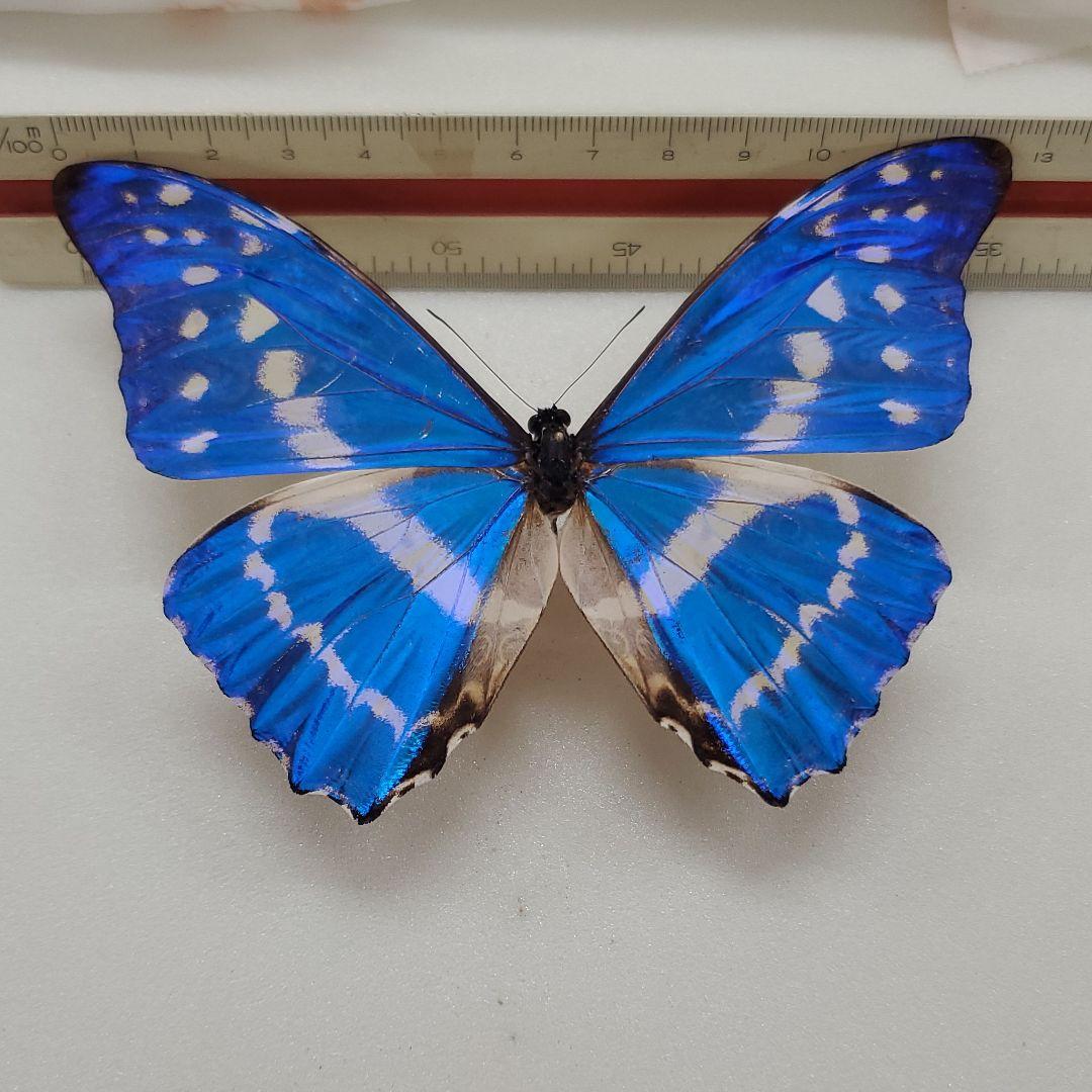 限定品 Goliathus goliatus apicalis 65mm CONGO 【3107557753】