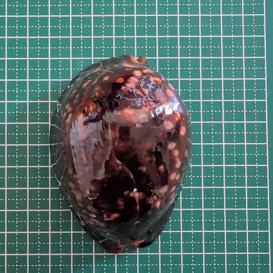 ハチジョウダカラ　５ ハチジョウダカラ 5