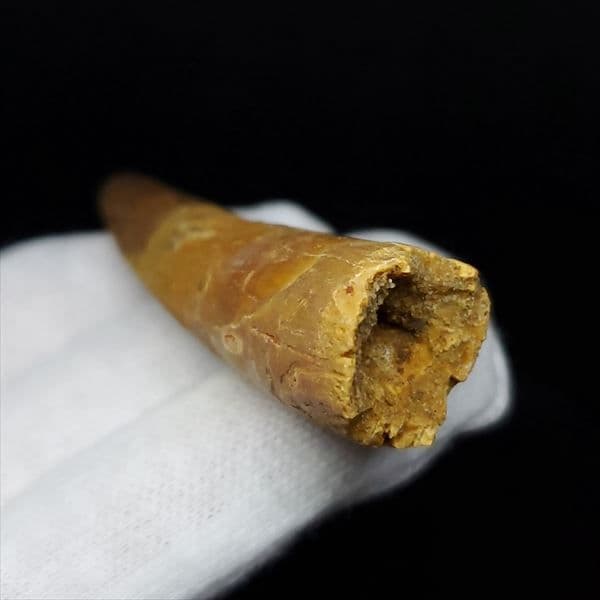 美品 スピノサウルス 本物 モロッコ産 60.90mm ケース付き sp360