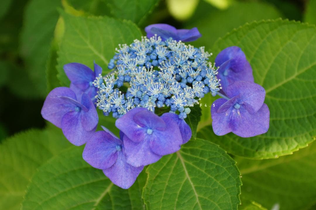 ☆名門☆Rodenstock Trinar 75mm F4.5 Lマウント 美品