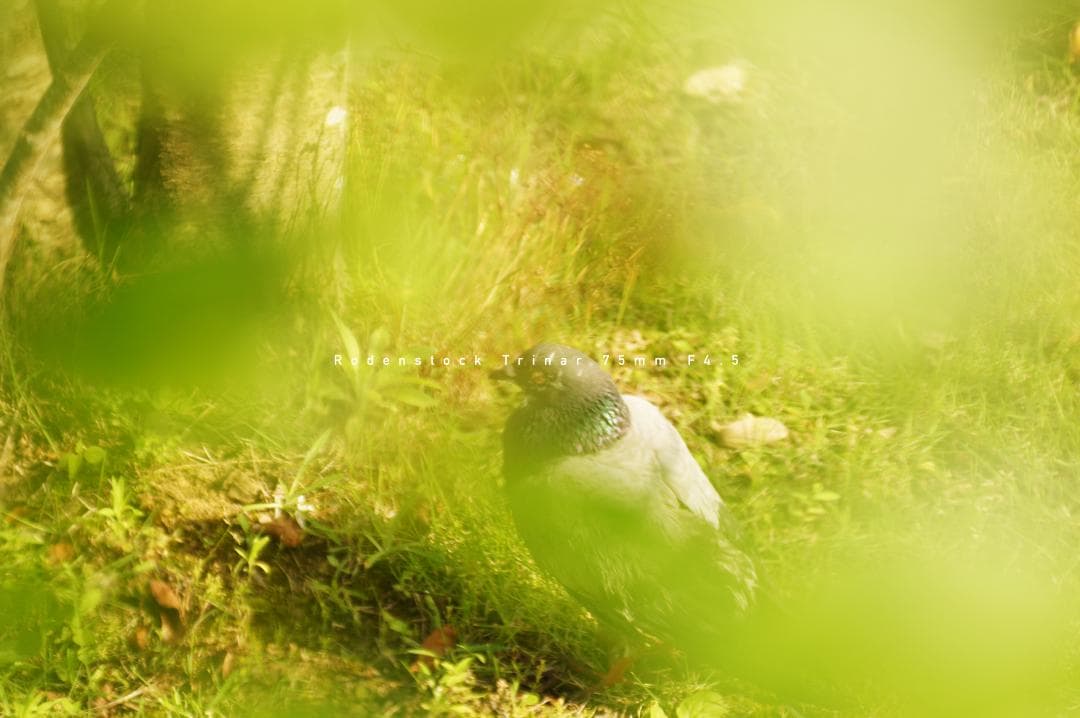 ☆名門☆Rodenstock Trinar 75mm F4.5 Lマウント 美品