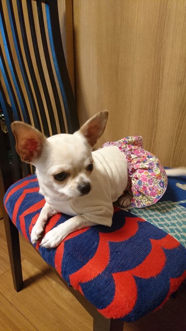 リバティ  犬服 犬の洋服✨リバティ ベストインショー 犬用半袖シャツ 犬服 ネイビー