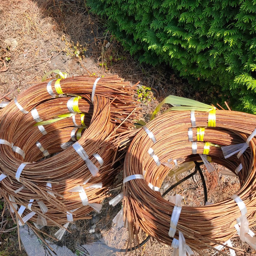 hkeplk　青森県岩木山採取　あけび蔓　70cm～150cm　5kg