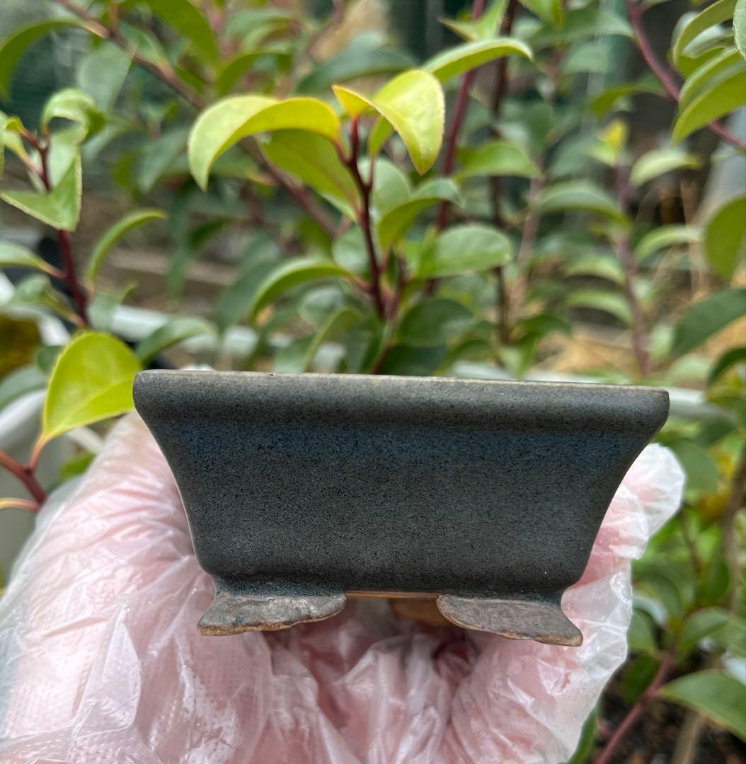 小品盆栽鉢 盆栽鉢 佑泉