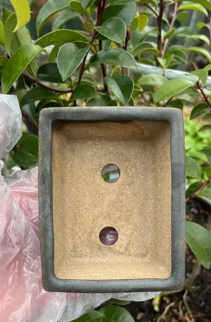 小品盆栽鉢 盆栽鉢 佑泉