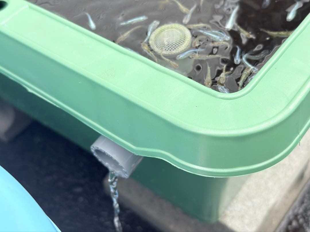 メダカ容器オーバーフロー水槽トロ舟80L 4個セットプラ舟 NVボックス