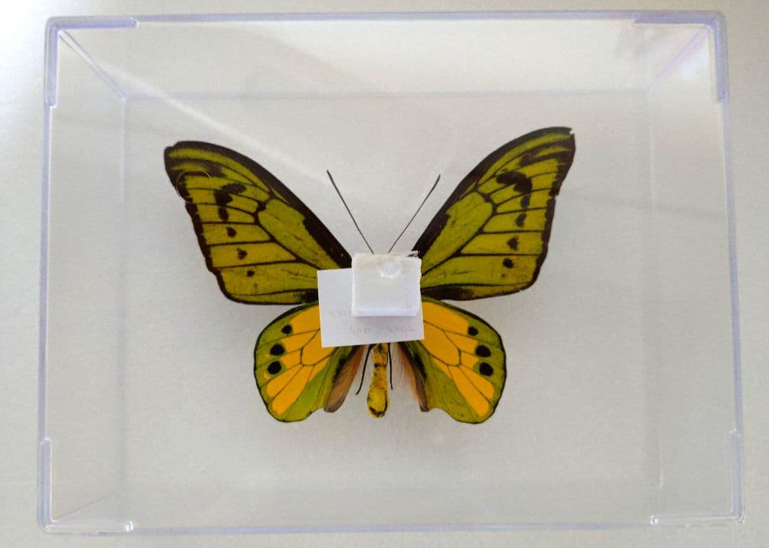 あ*ー様 外国産蝶標本‼️翔ぶ宝石♬美麗豪華キマエラトリバネアゲハ